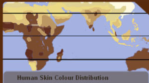 Skin color distribution