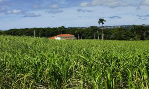 Sugar Cane and Slavery